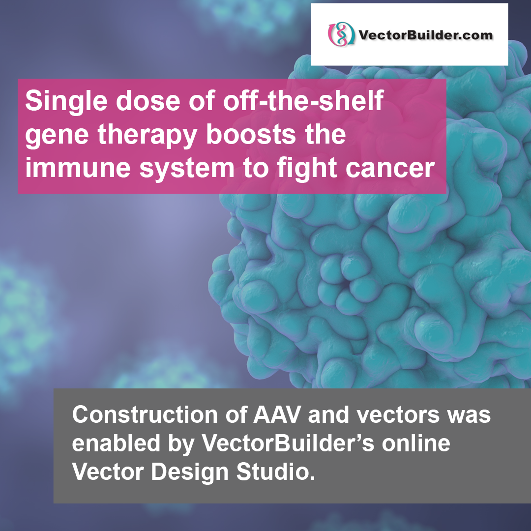 Single dose of off-the-shelf gene therapy boosts the immune system to fight cancer